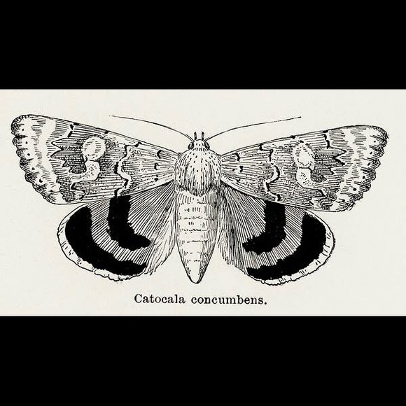 8 Framed Butterfly Prints - Picture 4 of 9